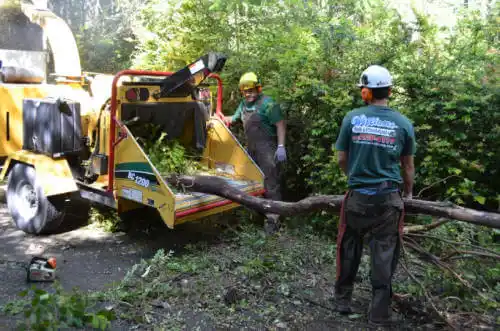 tree services Lake Placid